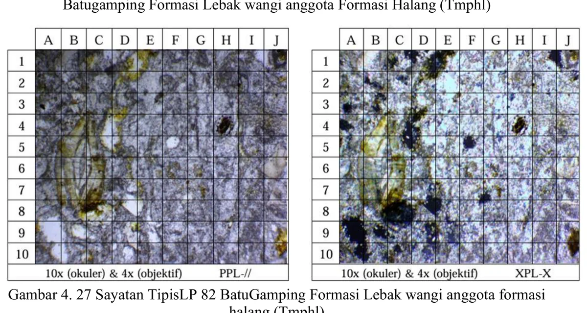 LP82 limestone thin section